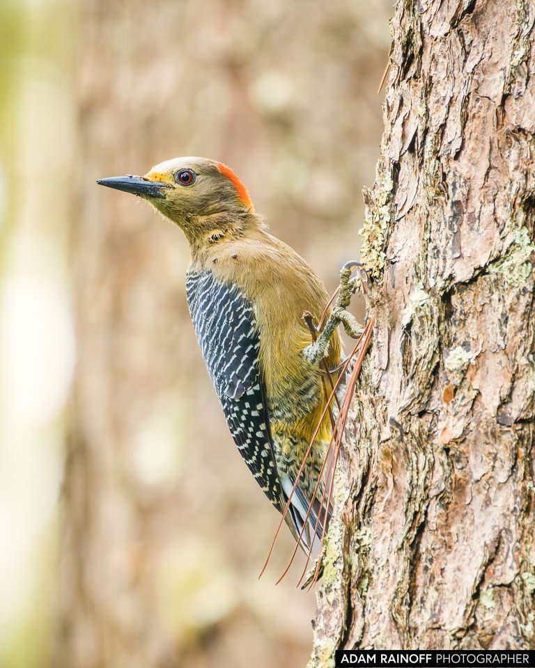 Foto de Golden-fronted Woodpecker (Melanerpes aurifrons), hembra, tomada en Hostal Monte Verde, cerca de Santa Rosa de Copán, Honduras