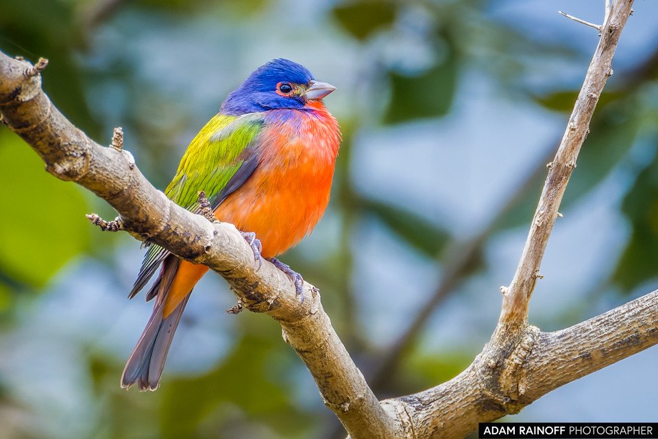 Foto de Painted Bunting (Passerina ciris) tomada en Hacienda Montecristo, cerca de Santa Rosa de Copán, Honduras