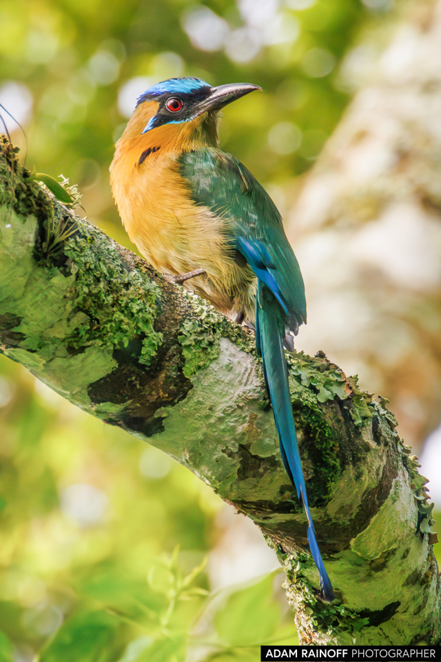 Foto de Lesson's Motmot (Momotus lessonii) tomada en Hacienda Montecristo, cerca de Santa Rosa de Copán, Honduras