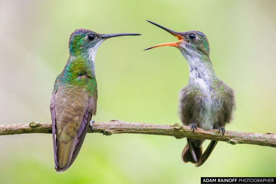 Foto de Azure-crowned Hummingbird (Saucerottia cyanocephala) tomada en Hacienda Montecristo, cerca de Santa Rosa de Copán, Honduras