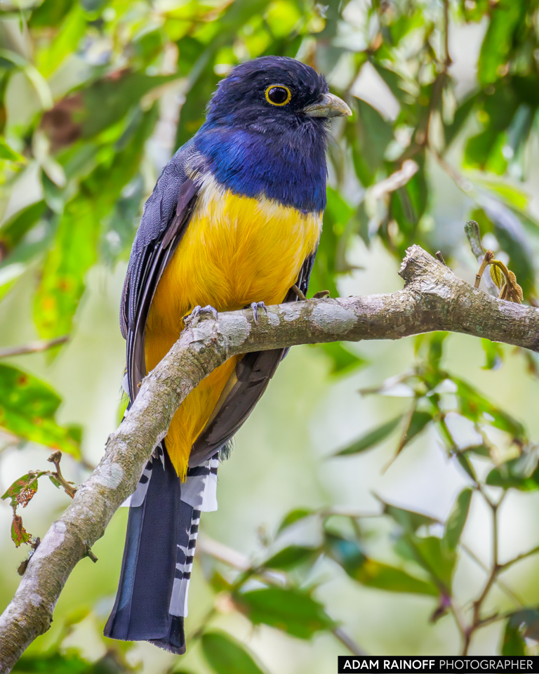 Foto de Gartered Trogon (Trogon caligatus) tomada en Hacienda Montecristo, Santa Rosa de Copán, Honduras.