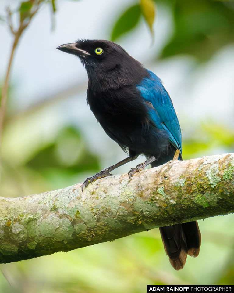 Foto de Bushy-crested Jay (Cyanocorax melanocyaneus) tomada en Hacienda Montecristo, cerca de Santa Rosa de Copán, Honduras