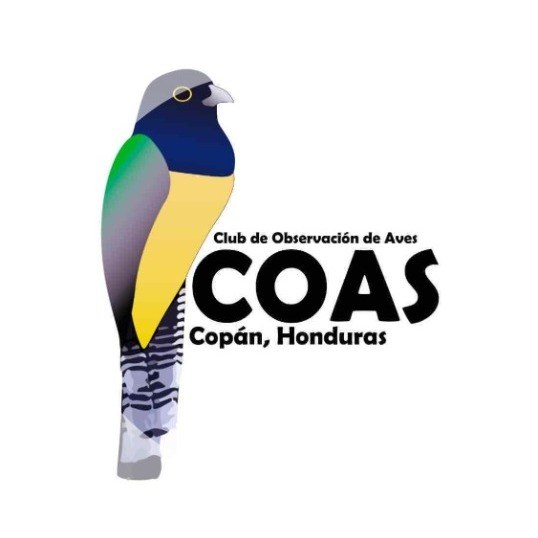 Logotipo del Club de Observación de Aves COAS Copán